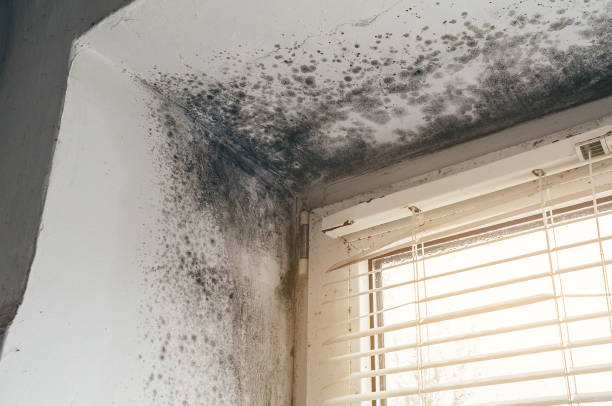 Affordable Crawl Space Mold Remediation solutions in Broad Top, PA